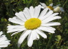 bloem